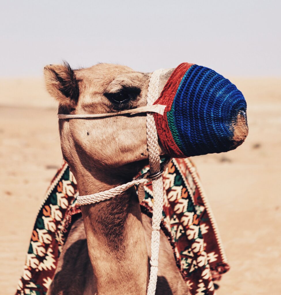Camel with blue face mask in the desert