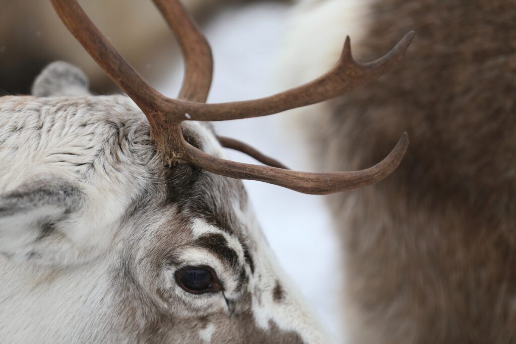 Close up of a Reindeer eye and antlers